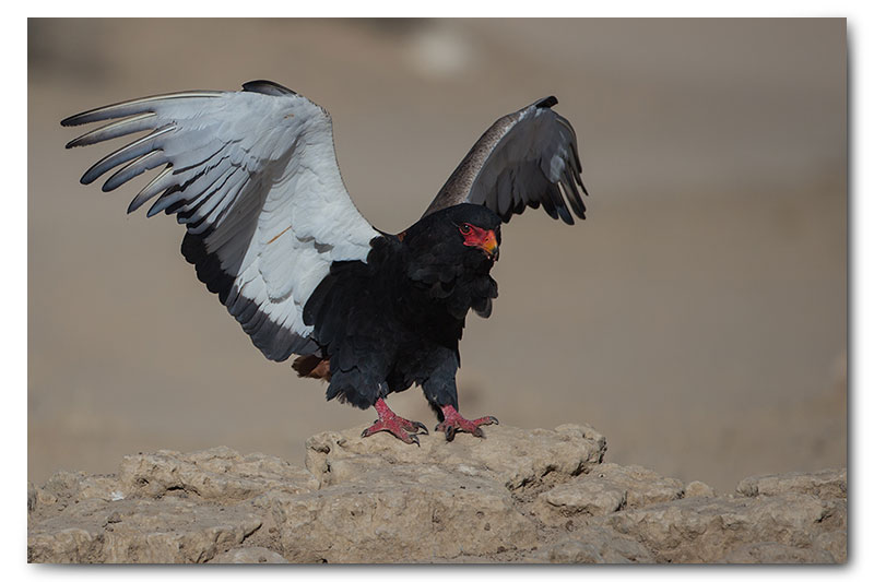 bateleur