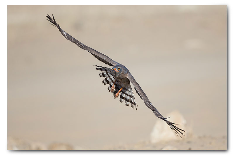 Pale chanting goshawk landing flying