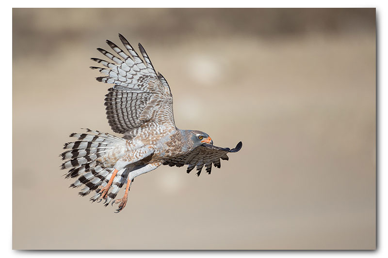 Pale chanting goshawk coming to land flying