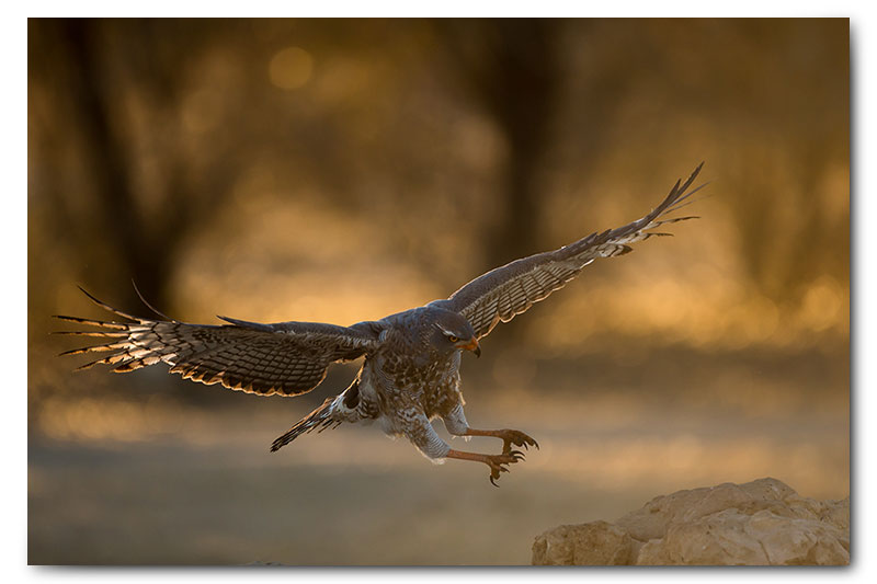 Pale chanting goshawk landing backlight