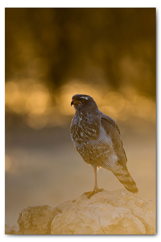 Pale chanting goshawk backlight