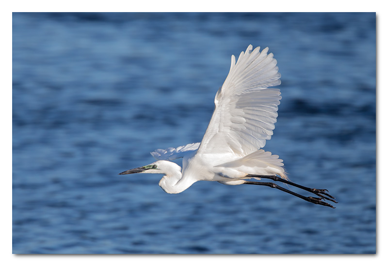 great white egret flying flight chobe river