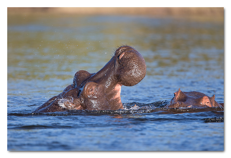 hippos playing in chobe river fighting