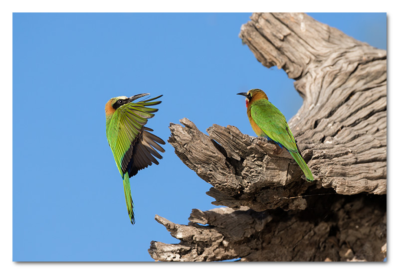 white-fronted bee-eater chobe river