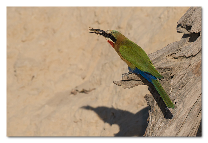 white-fronted bee-eater chobe river