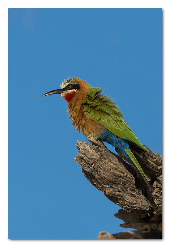 white-fronted bee-eater chobe river