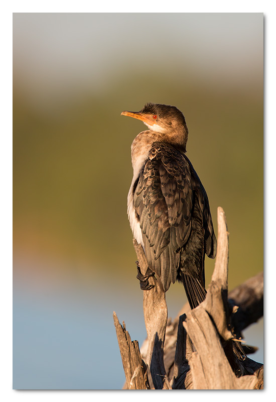 reed cormorant chobe river