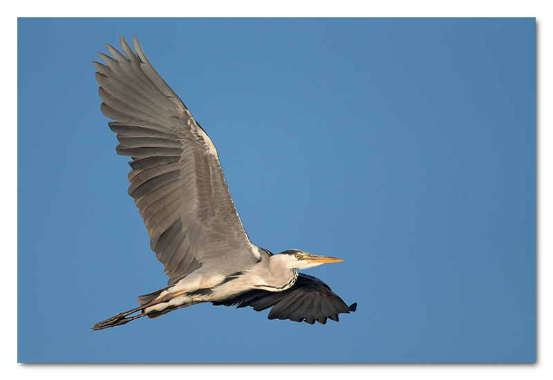 grey heron chobe river