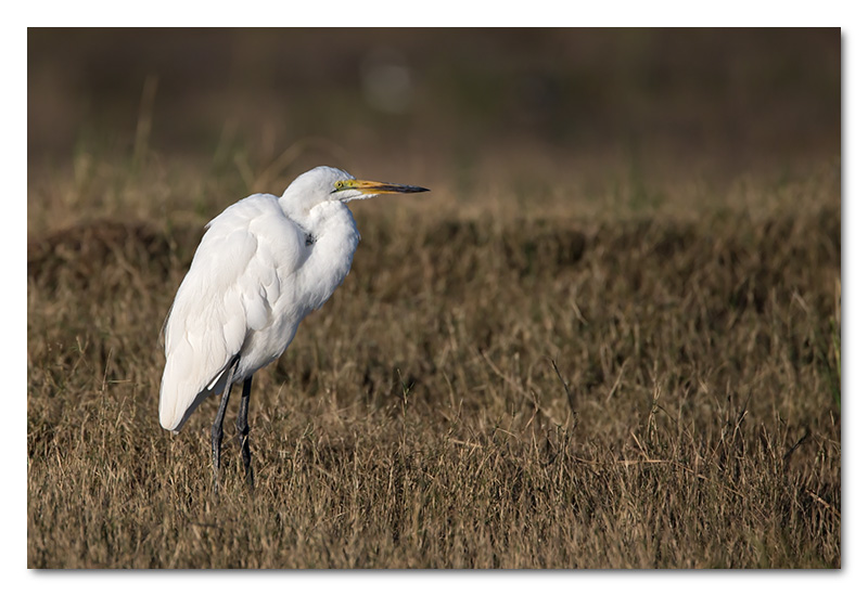 great white egret chobe river