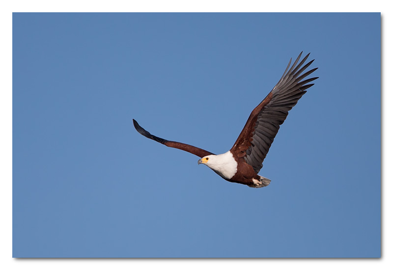 african fish eagle in flight chobe river