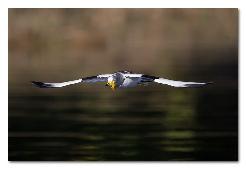 white-crowned plover lapwing flying chobe river