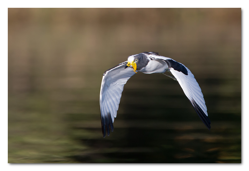 white-crowned plover lapwing flying chobe