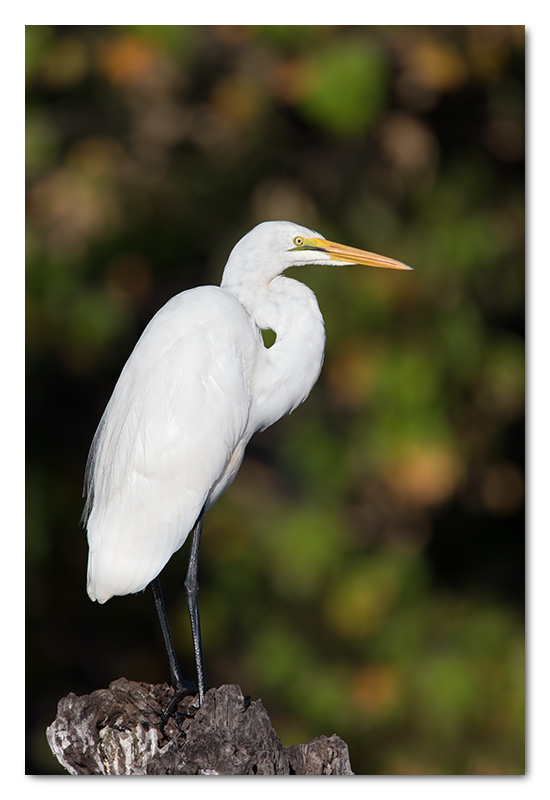 great white egret chobe river