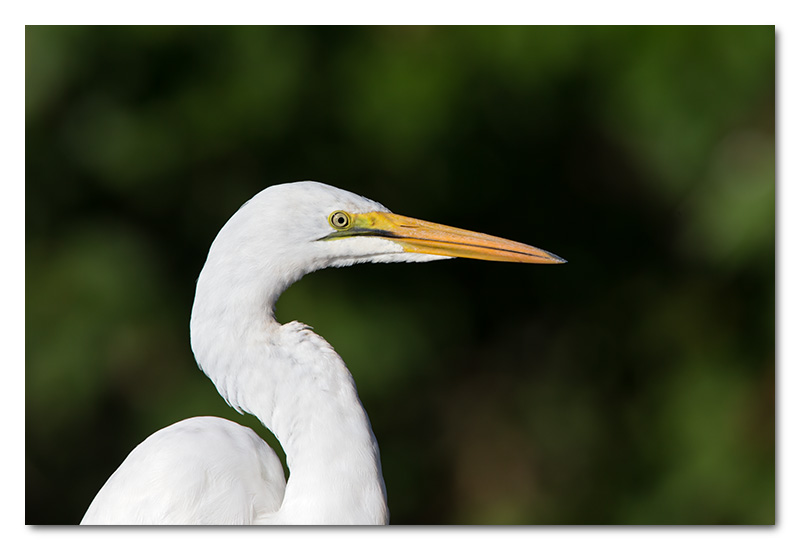 great white egret close-up chobe river head shot