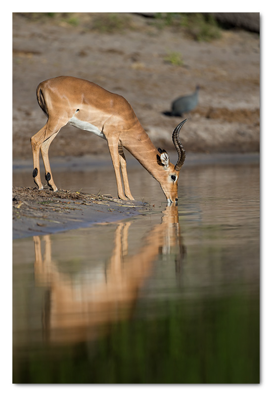 impala drinking chobe river