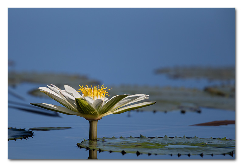 water lily chobe river