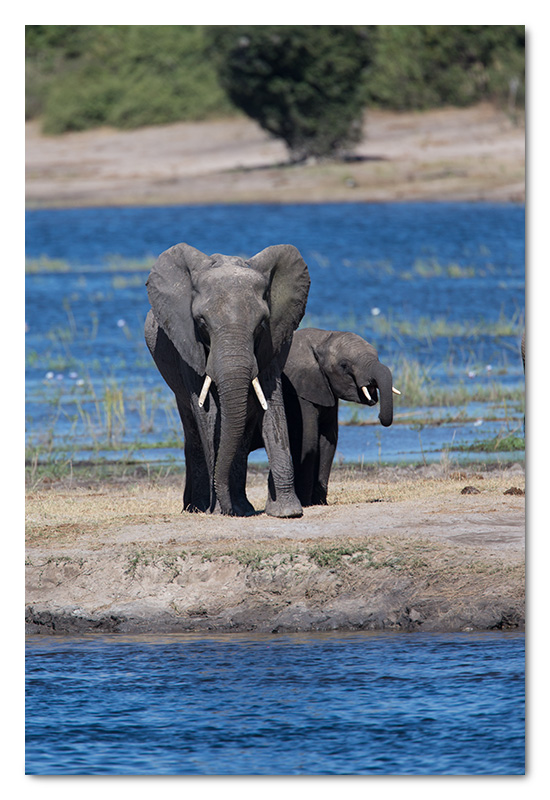 elephants in chobe river