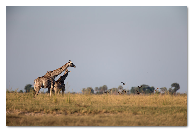 giraffes on chobe river grass plains