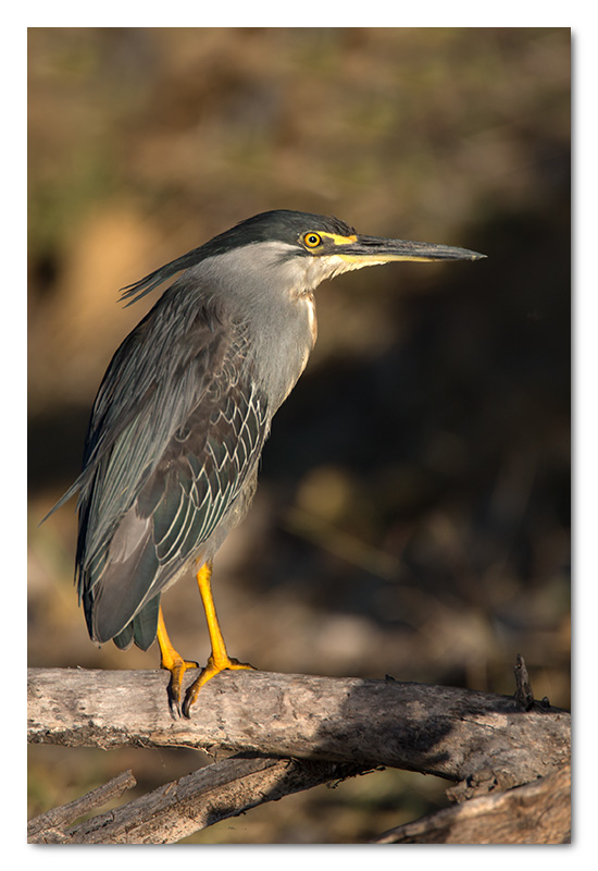 green-backed heron chobe river