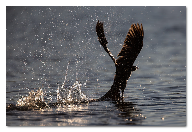 reed cormorant taking off water splash chobe river