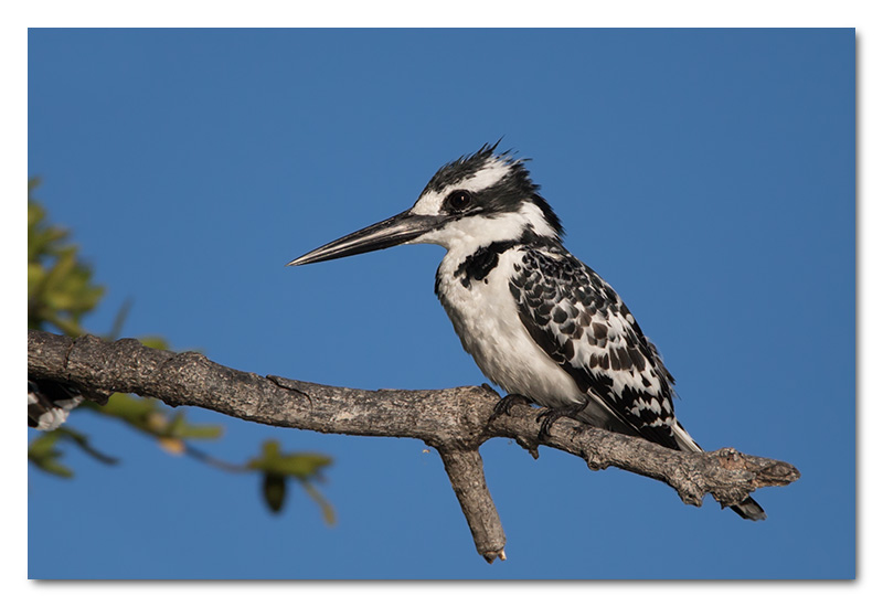 pied kingfisher chobe river