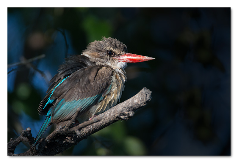 brown-hooded kingfisher chobe river