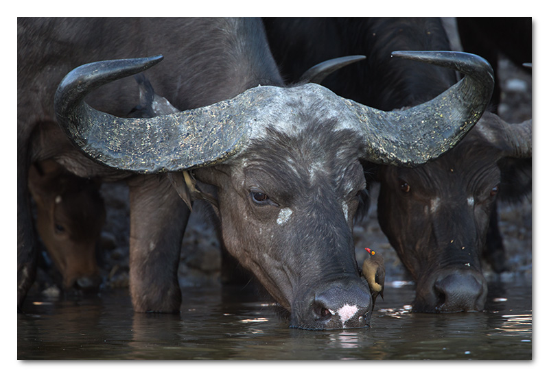 buffalo and ox-pecker drinking chobe river