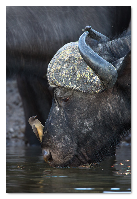 buffalo and ox-pecker drinking chobe river