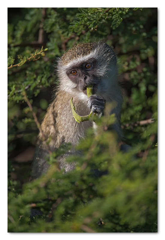 vervet monkey young eating seed pods chobe river