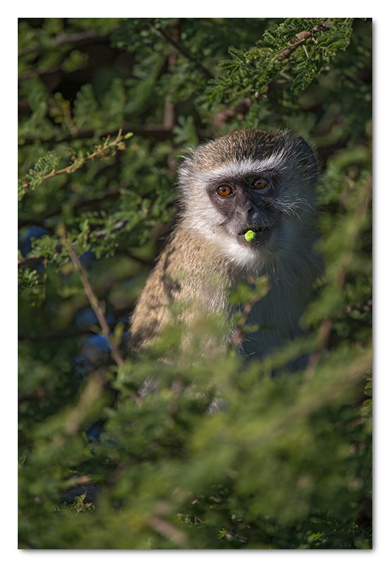 vervet monkey young eating seed pods chobe river