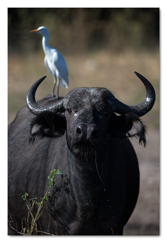 buffalo with egret on back chobe river