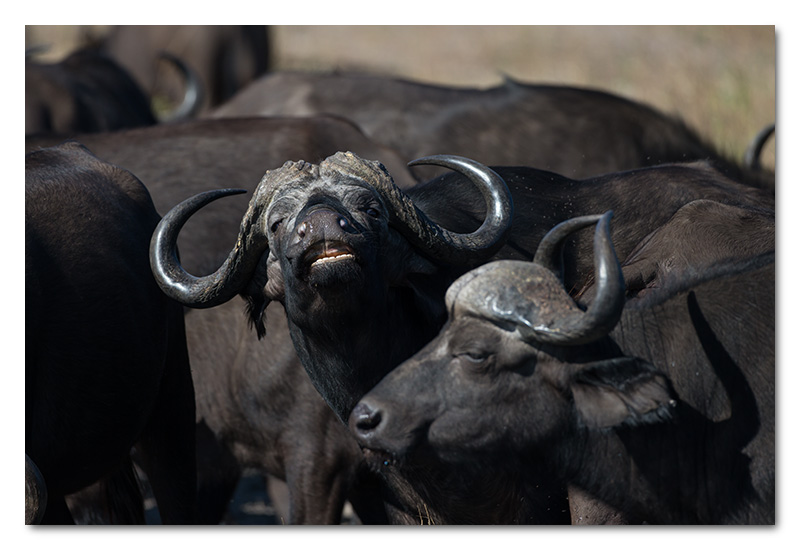 buffalo laughing chobe river