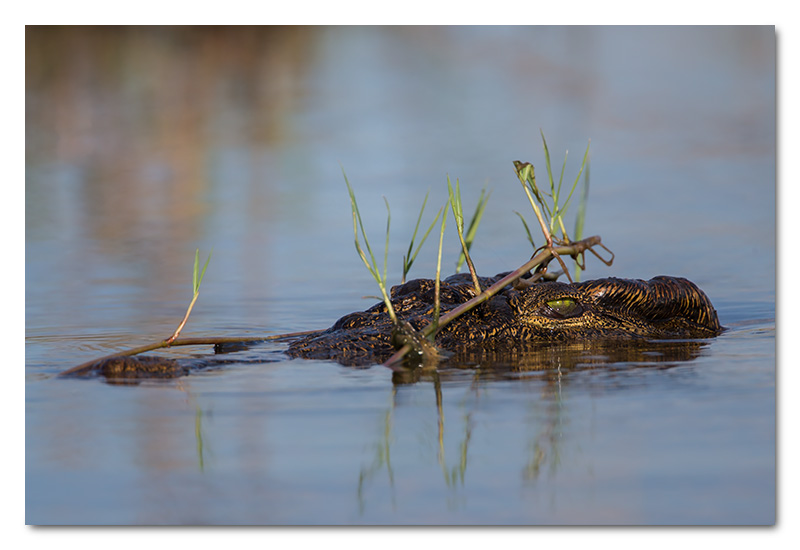 crocodile camouflage chobe river