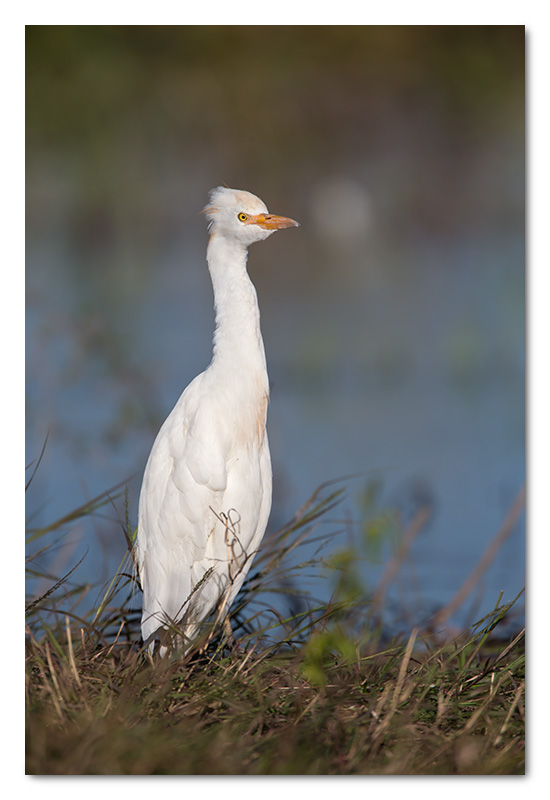 cattle egret chobe river