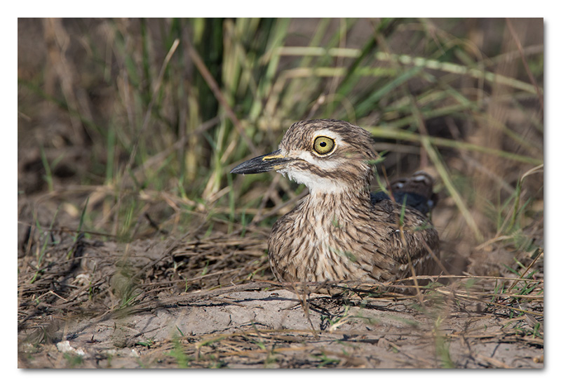 water dikkop thick knee chobe river