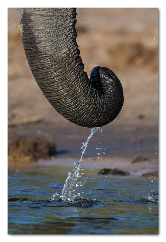 elephant trunk chobe river