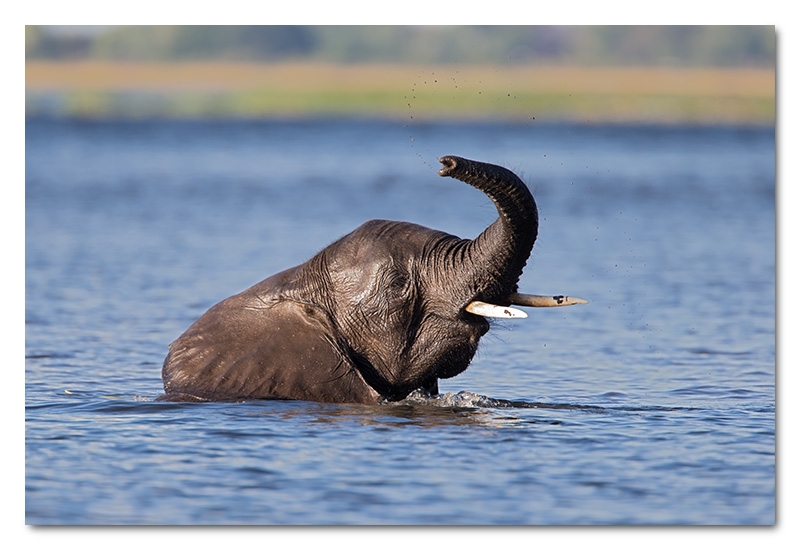 elephant playing in the chobe river water