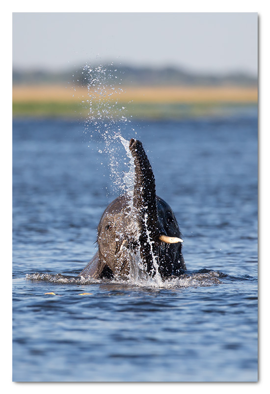 elephant playing in the chobe river water