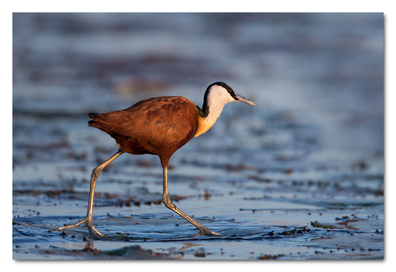 african jacana on water lily chobe river