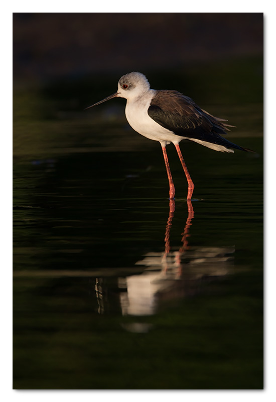 black-winged stilt chobe river