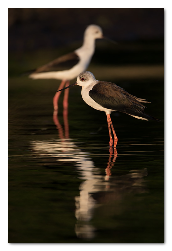 black-winged stilts chobe river