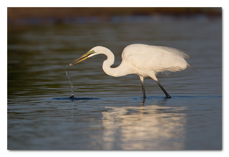 Great white egret fishing chobe river