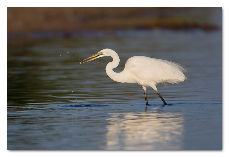 great white egret finshing chobe river