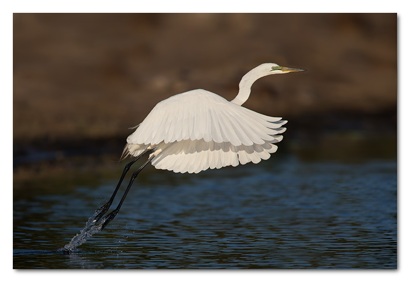 great white egret taking off flying chobe river