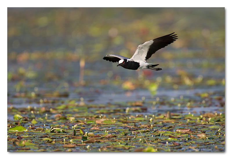 blacksmith plover flying chobe river