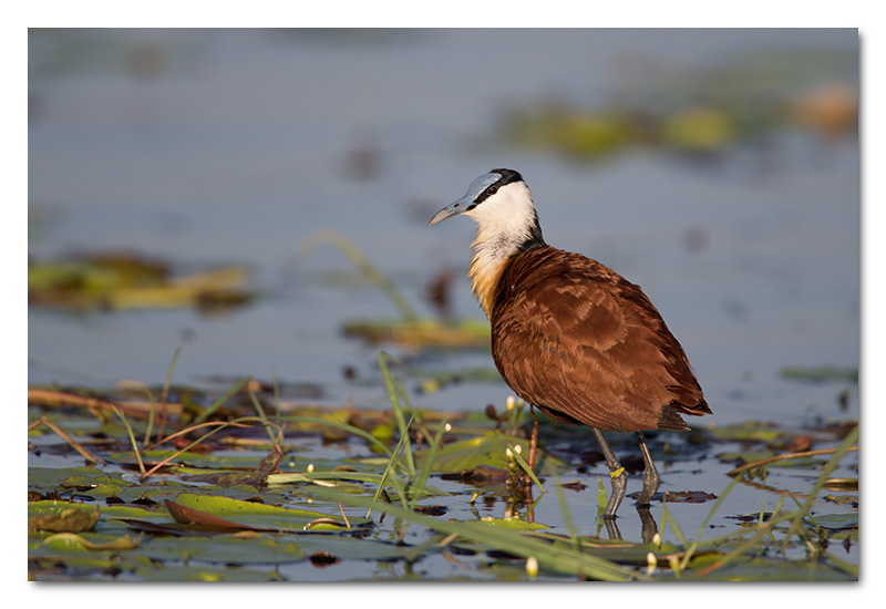 african jacana on lily chobe river