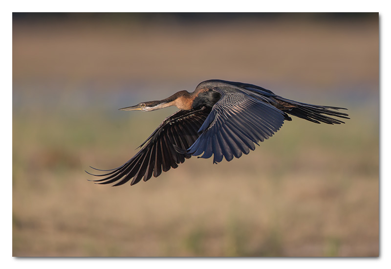 african darter flying chobe river