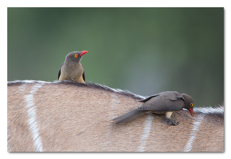 red billed ox-peckers on kudu chobe river