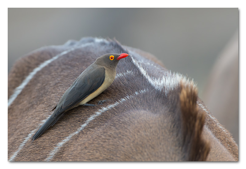 red billed ox-pecker on kudu chobe river