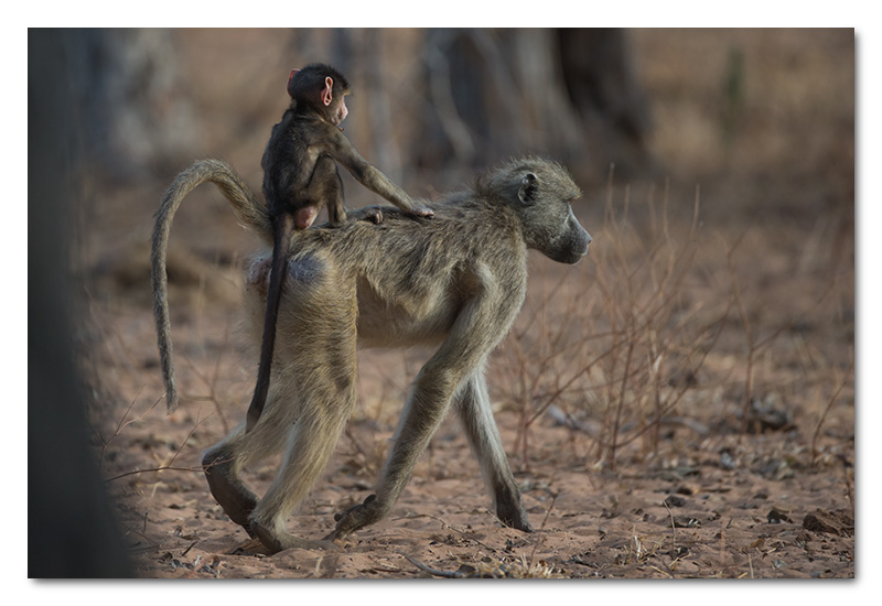 baby baboon riding on moms back chobe river